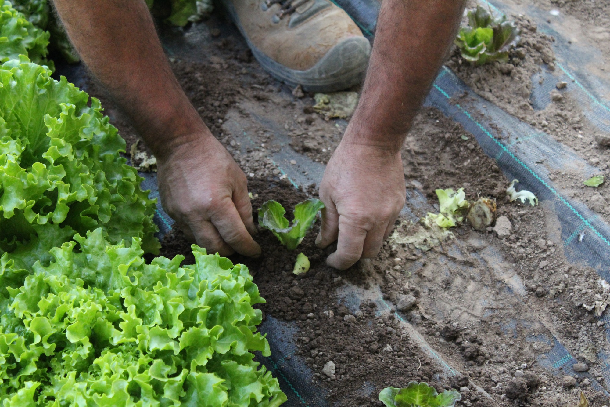 Gardening, planting salad