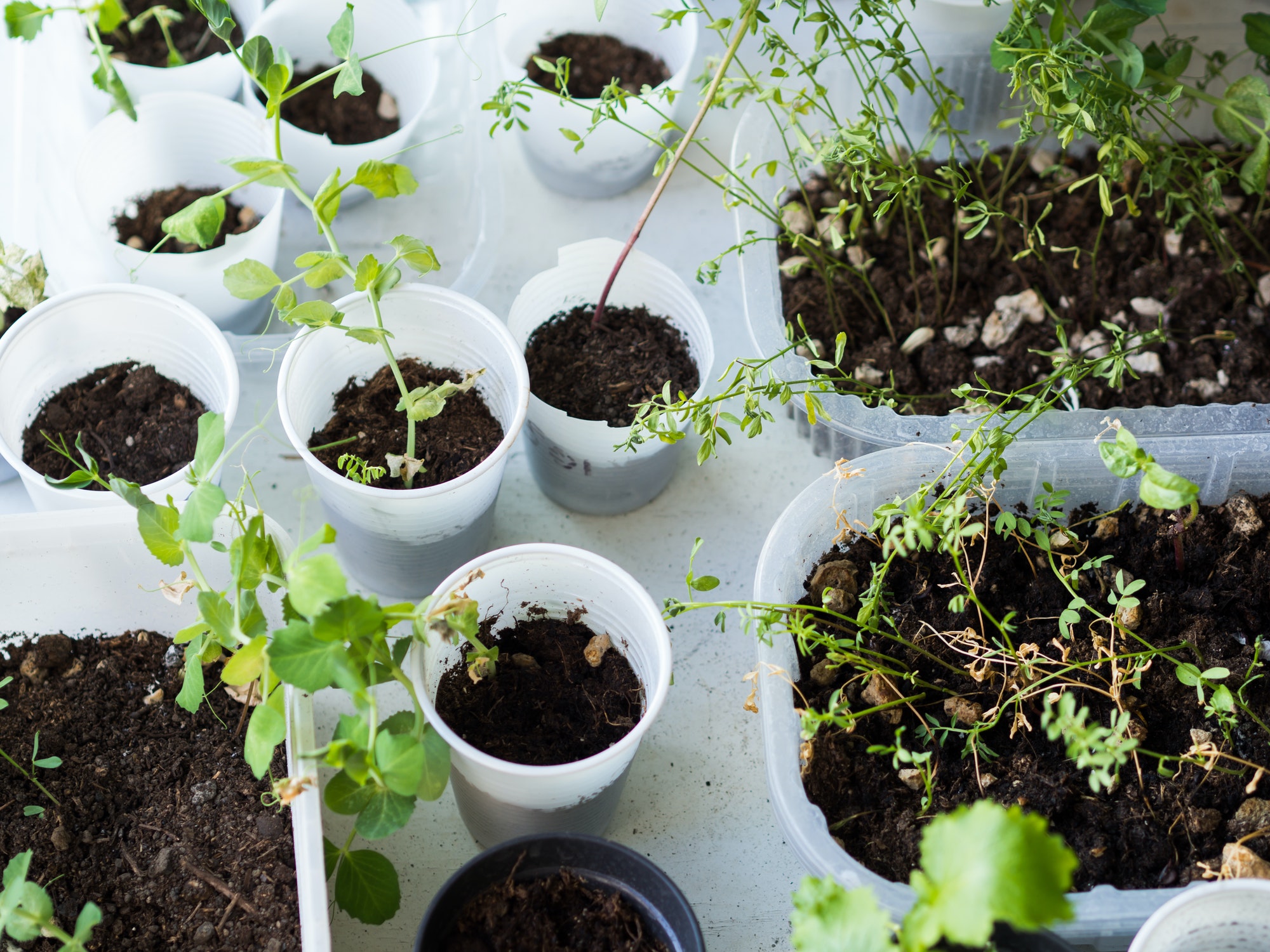 Home garden plants in plastic glasses