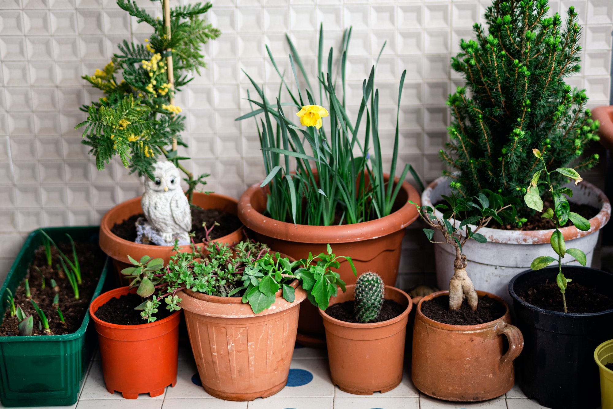 Home gardening. Plants on a balcony in spring.