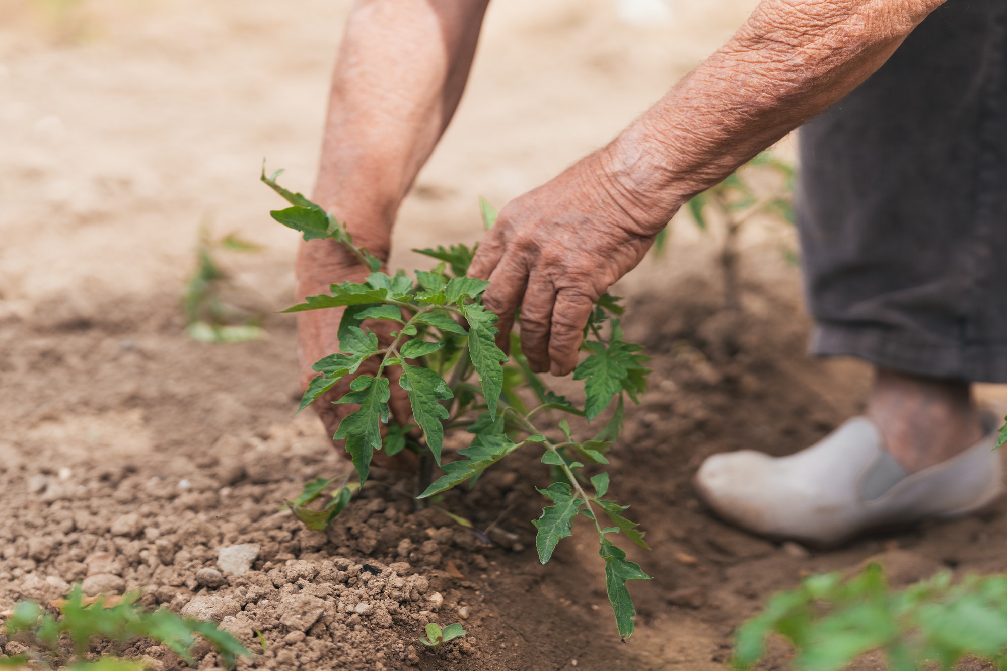 man's hand holding a plant planted in a vegetable garden. Selective focus.